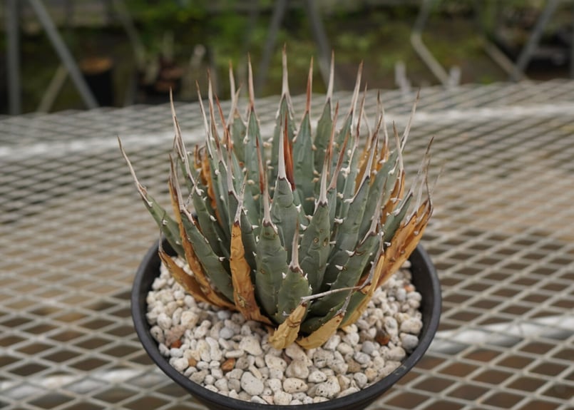 アガベ ユタエンシス Agave uthaensis NO.4 | mana's farm:塊