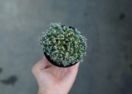 トリコディアデマ　デンサム　Trichodiadema densum  No.5