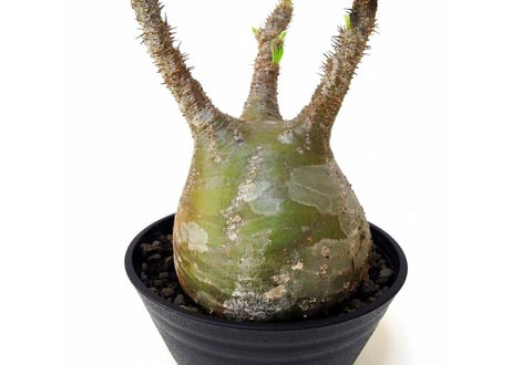 Pachypodium Gracilius パキポディウム  グラキリス  №4