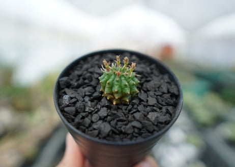 ユーフォルビア　群星冠　Euphorbia Stellispina