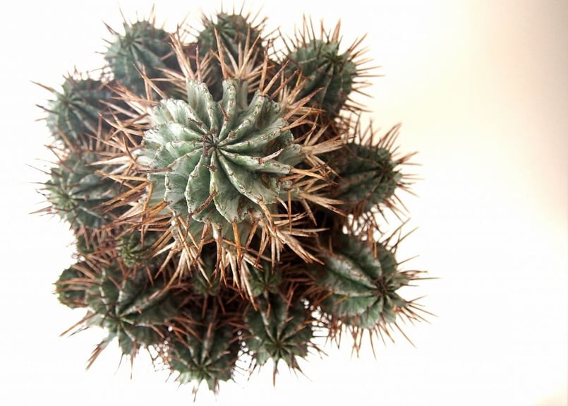 限定値下げ　ユーフォルビア　ホリダ　アルバ　群生　青白個体 ユーフォルビア ホリダアルバ | STELLA.PLANTS