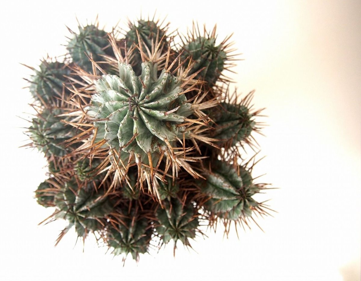 Euphorbia horrida ユーフォルビア ホリダ群生 | mana's farm:塊 Euphorbia horrida ユーフォルビア ホリダ群生 | mana's farm:塊