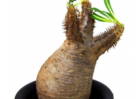 Pachypodium Gracilius パキポディウム  グラキリス  №１ little