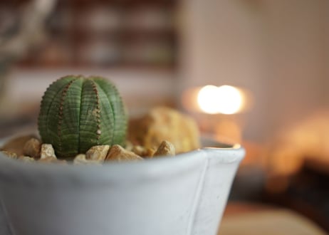 ユーフォルビア　オベサ　Euphorbia obesa