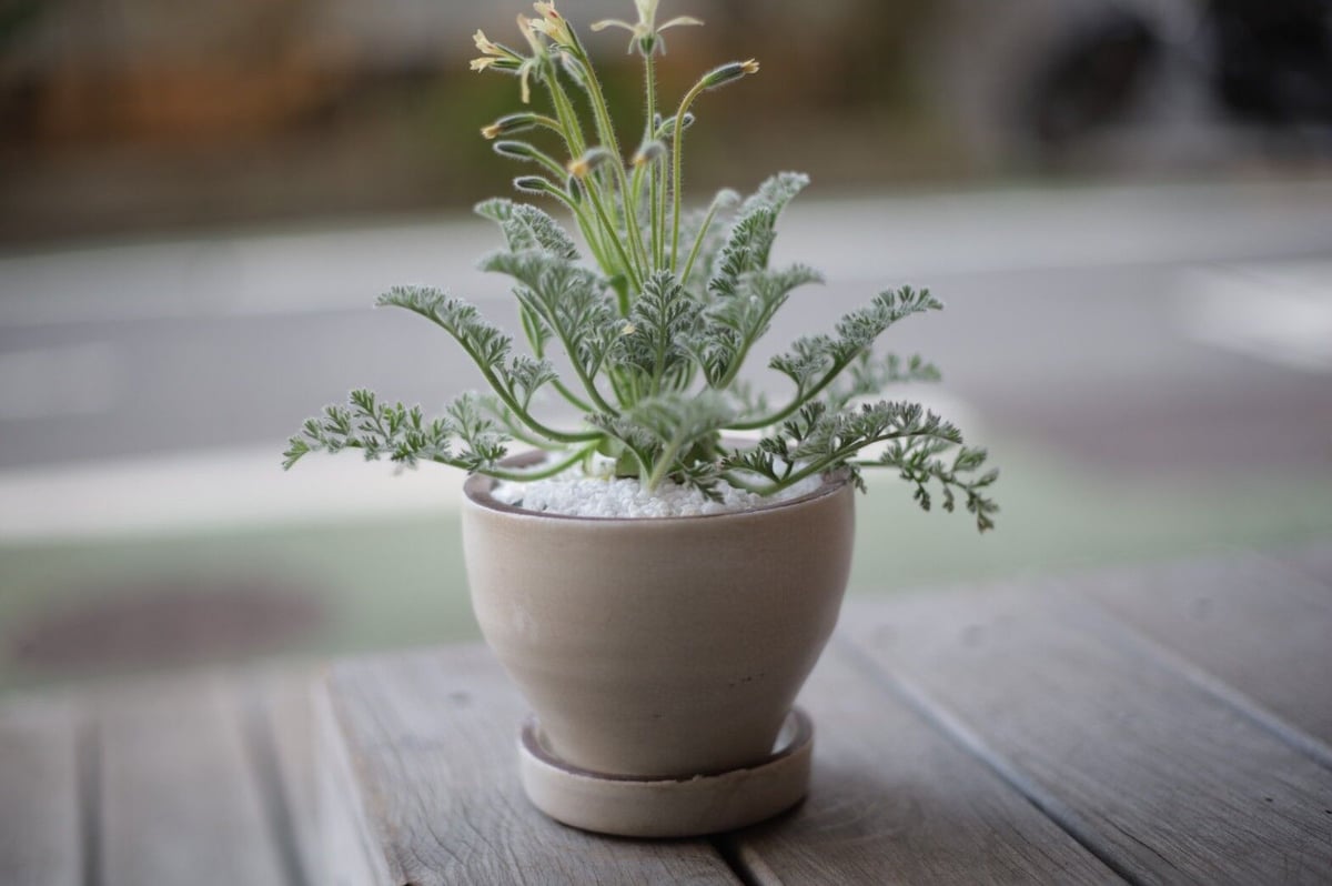 ぺラルゴ二ウム アッペンディクラツム Pelargonium appendiculatum ...