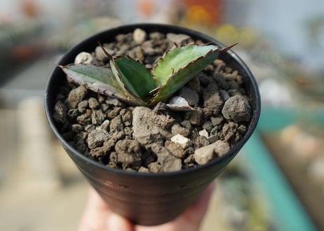 アガベ　チタノタ　 ブラックアンドブルー 　Agave titanota black and blue No.4