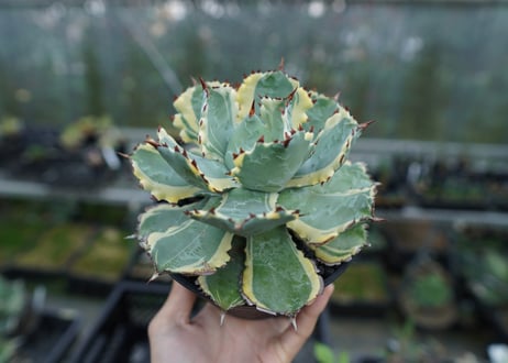 アガベ　兜蟹錦　連棘　Agave isthmensis “Kabutogani” variegata