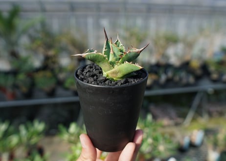 アガベ　チタノタ　MI02　agave titanota MI02