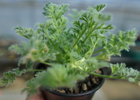 ペラルゴニウム　アッペンディクラツム　Pelargonium appendiculatum　C14