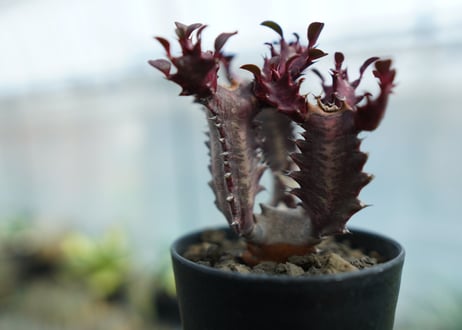 ユーフォルビア　トリゴナ　Euphorbia trigona