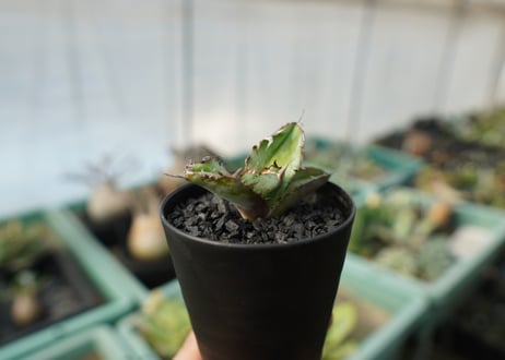 【抜き苗】アガベ　チタノタ　 ブラックアンドブルー 　Agave titanota black and blue