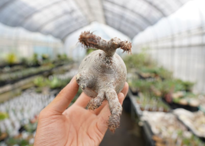 パキポディウム・品種不明(抜き苗)