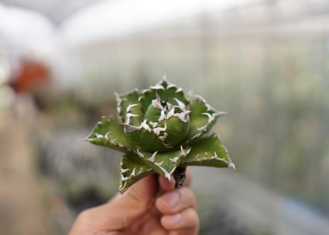 Agave titanota  Crab 螃蟹  NO.3
