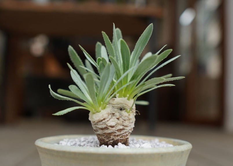 オトンナ レトロルサ Othonna retrorsa | mana's farm:塊根植物・