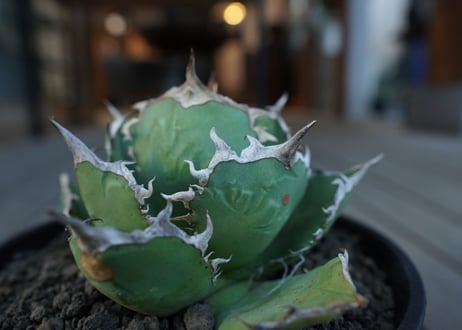 アガベ　チタノタ　FO76　agave titanota FO76