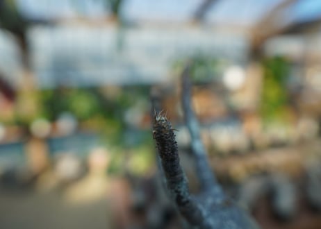【未発根】パキポディウム　グラキリス　 Pachypodium Gracilius  No.5