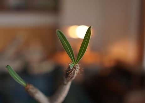 パキポディウム　グラキリス　 Pachypodium Gracilius