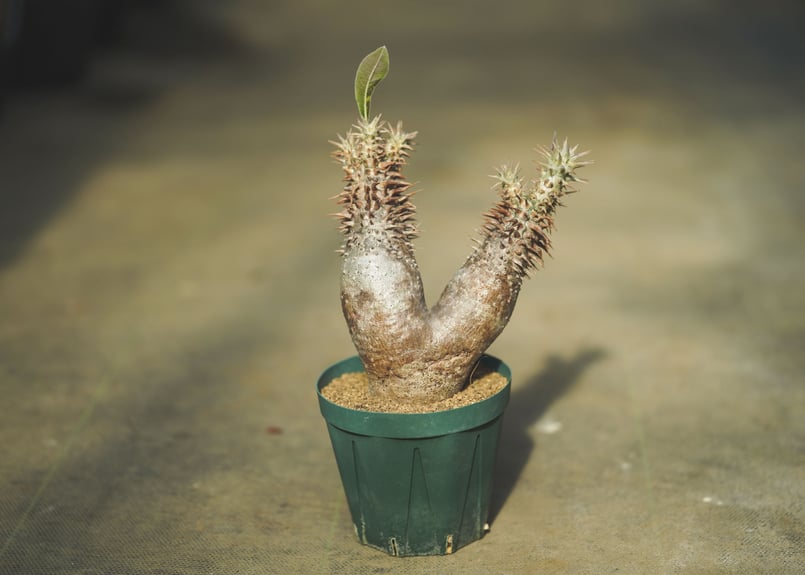 パキポディウム ホロンベンセ | mana's farm:塊根植物・アガベ・ドライ