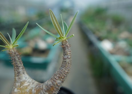パキポディウム　グラキリス　 Pachypodium Gracilius  No.4