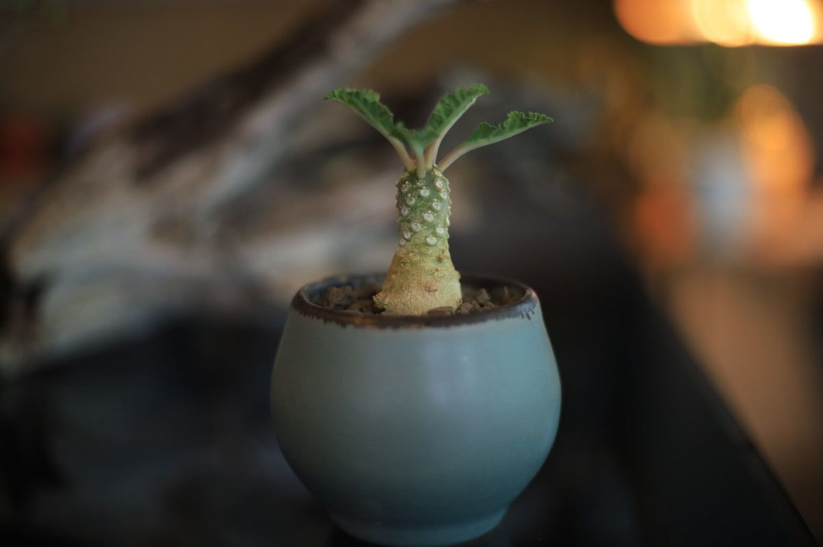 ドルステニア ラブラニー Dorstenia lavrani | mana's farm:塊根
