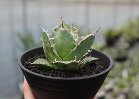 agave titanota　白鯨