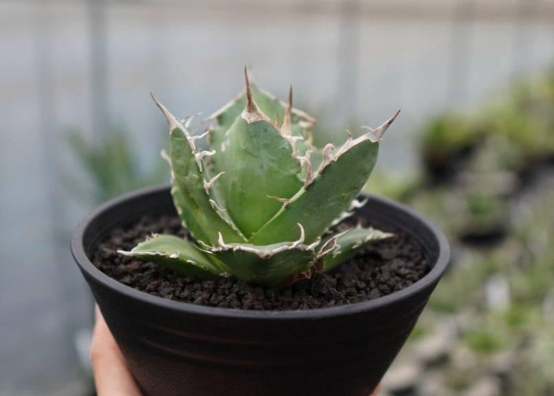 アガベ Agave　安雲野白鯨　COYOTE アガベ Agave 安雲野白鯨 COYOTE Agave Coyote 安曇野白鯨 子株