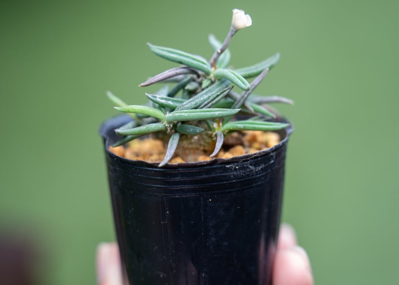 キリンドリフォリア トゥベリフェラ | mana's farm:塊根植物・アガベ