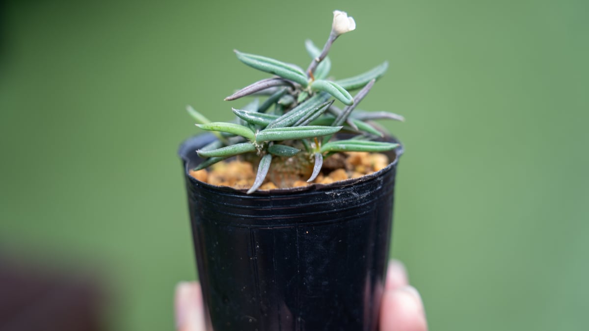 キリンドリフォリア トゥベリフェラ | mana's farm:塊根植物・アガベ