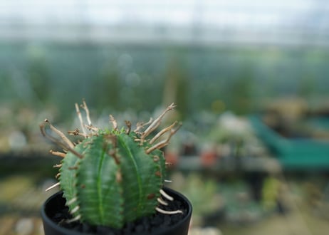 ユーフォルビア　スーパーバリダ　Euphorbia super valida
