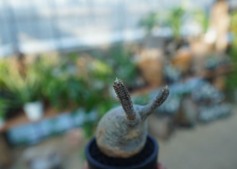 【未発根】パキポディウム　グラキリス　 Pachypodium Gracilius  No.31