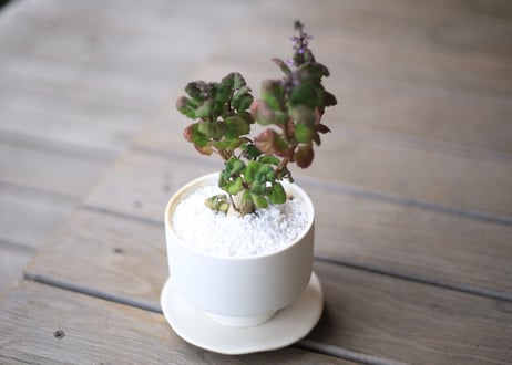 プレクトランサス　エルンスティー　Plectranthus ernstii