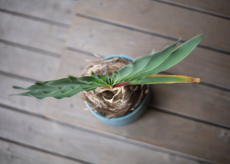 ブーファン Boophane | mana's farm:塊根植物・アガベ・ドライガーデン