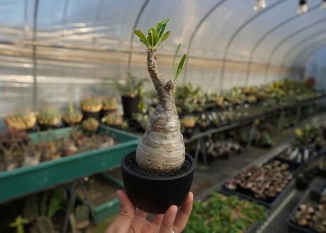 パキポディウム　グラキリス　 Pachypodium Gracilius  No.9