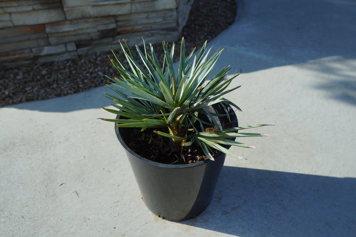チャメロプス セリフェラ Chamaerops humilis var. Cerifera