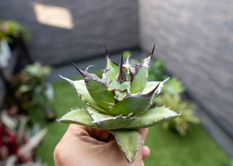 Agave ハデス 黒獄 Ｂ NO.2    (G)