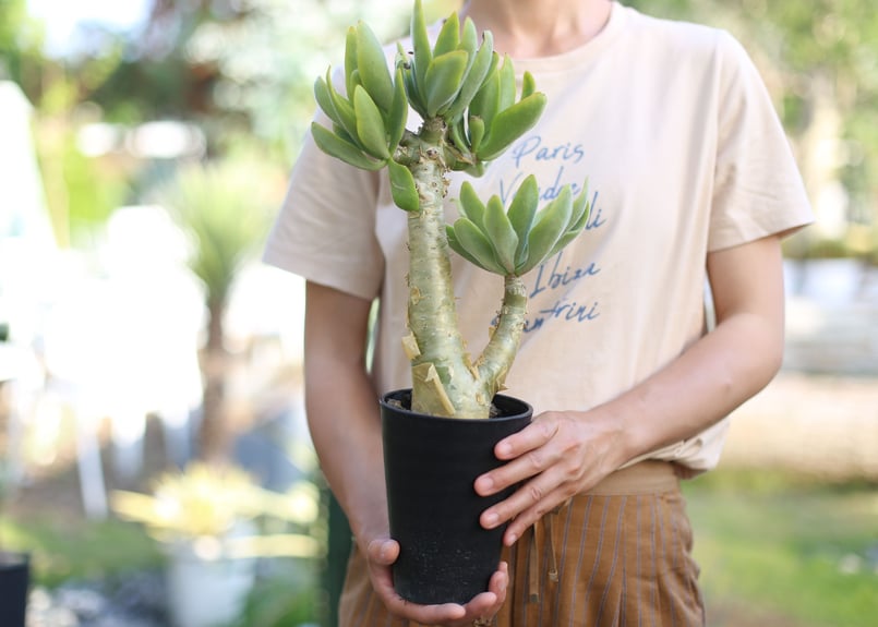 チレコドン パニクラータス | mana's farm:塊根植物・アガベ・ドライ