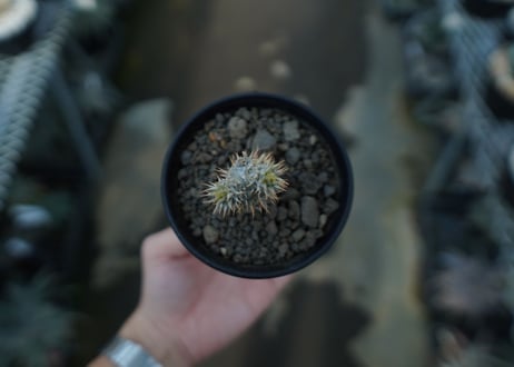 パキポディウム　伊藤ハイブリッド　Pachypodium 'Itoh Hybrid'  No.1