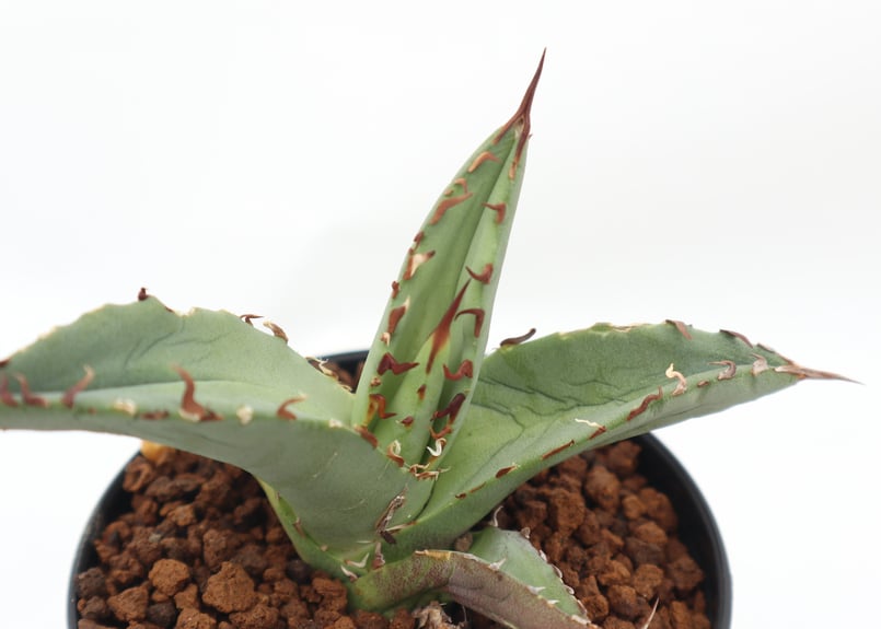 アガベ チタノタ シエラミクティカ no.2 | mana's farm:塊根植物