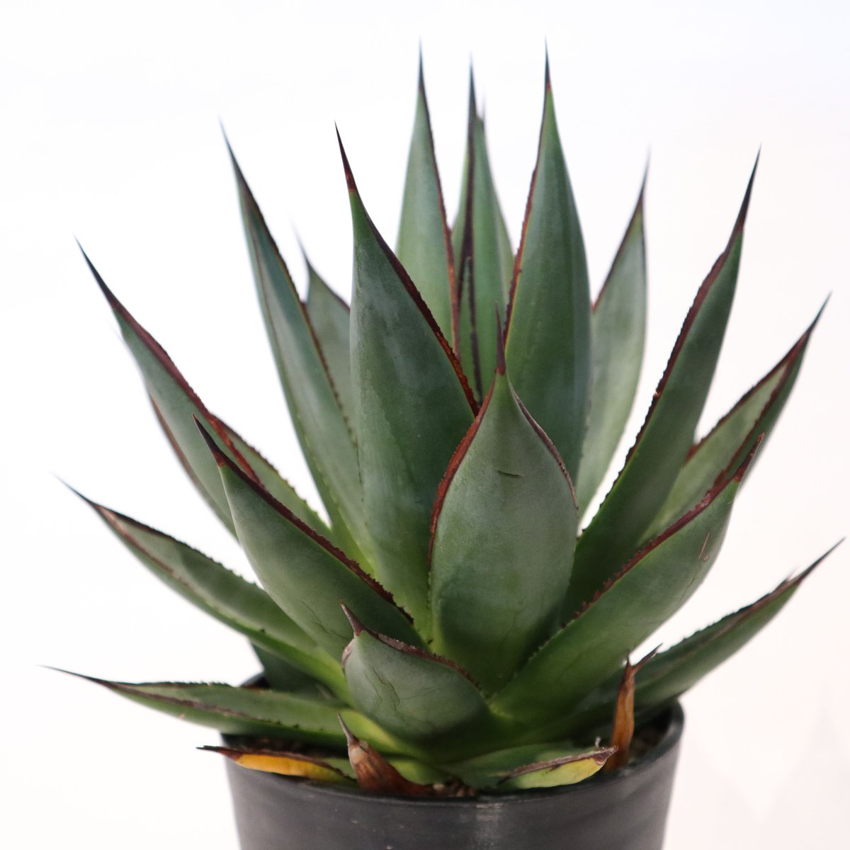 アガベ ブルーグロー | mana's farm:塊根植物・アガベ・ドライガーデン