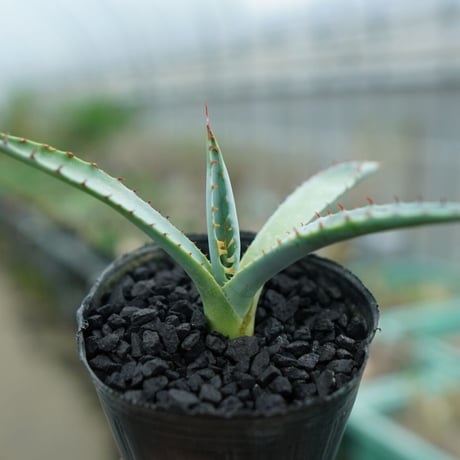 アガベ＆コーデックス入門セット セレクトブルー（子株付