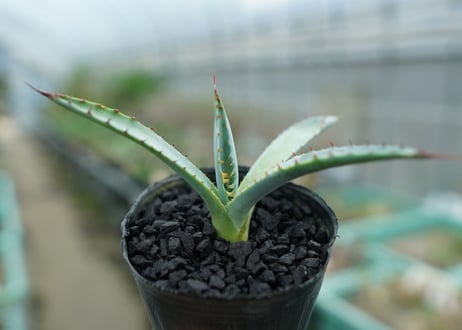 アガベ　屈原の舞扇 Agave 'Kutsugen no Maiougi'   No.2