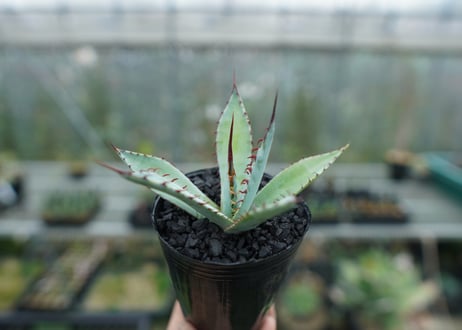 アガベ　屈原の舞扇 Agave 'Kutsugen no Maiougi'   No.1