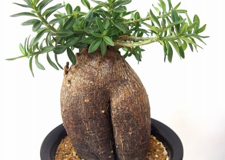 パキポディウム　ビスピノーサム　Pachypodium bispinosum