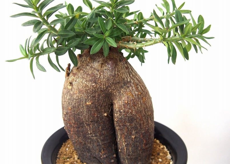 パキポディウム ビスピノーサム Pachypodium bispinosum | mana's