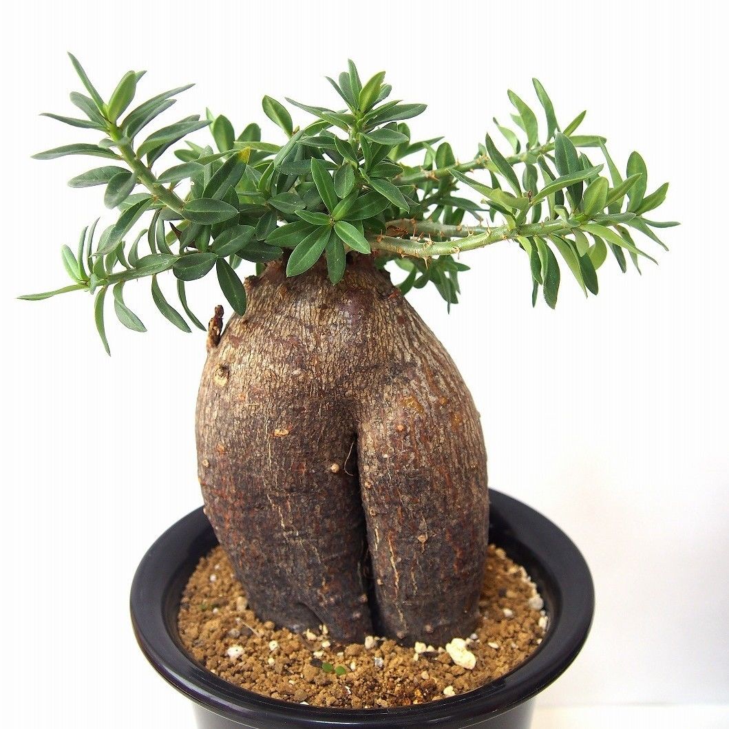 パキポディウム ビスピノーサム Pachypodium bispinosum | mana's