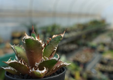 アガベ　チタノタ　グリーンキャットウィーズル　Agave titanota Green catweezle