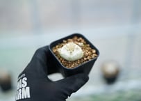 パキポディウム　レウコキサンツム　沖縄実生　No.6