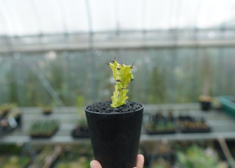 ユーフォルビア　イエローゴースト　Euphorbia lactea Yellow Ghost