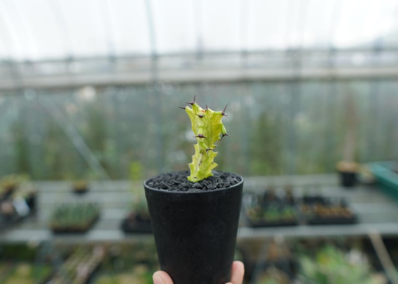 ユーフォルビア イエローゴースト Euphorbia lactea Yellow