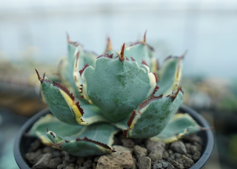 アガベ 兜蟹錦 連棘 Agave isthmensis “Kabutogani” varieg